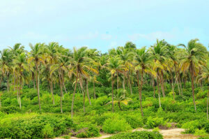 ilashe-beach-resort