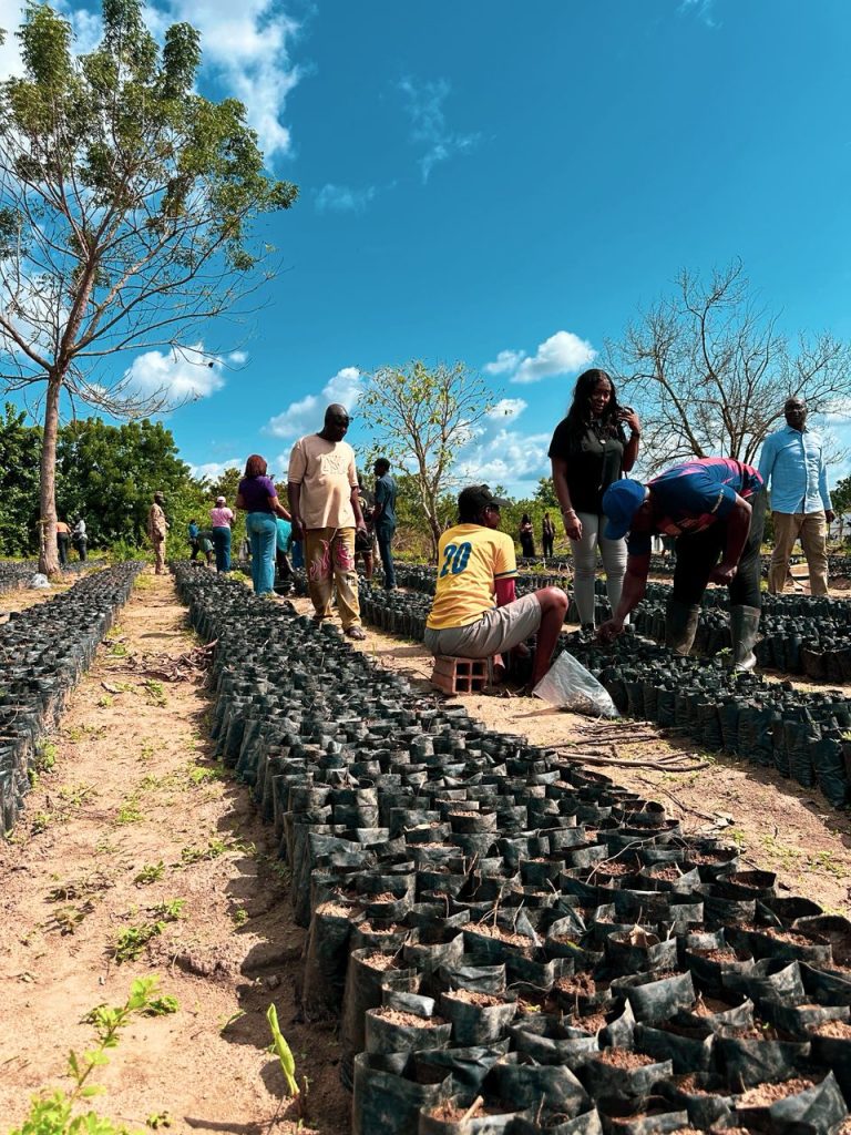 PALM-CREST-FARM-PHASE-2-OGUN-STATE-The-Crest-Of-Innovation-In-Palm-Oil-imeko-afon-lga-FARM -1