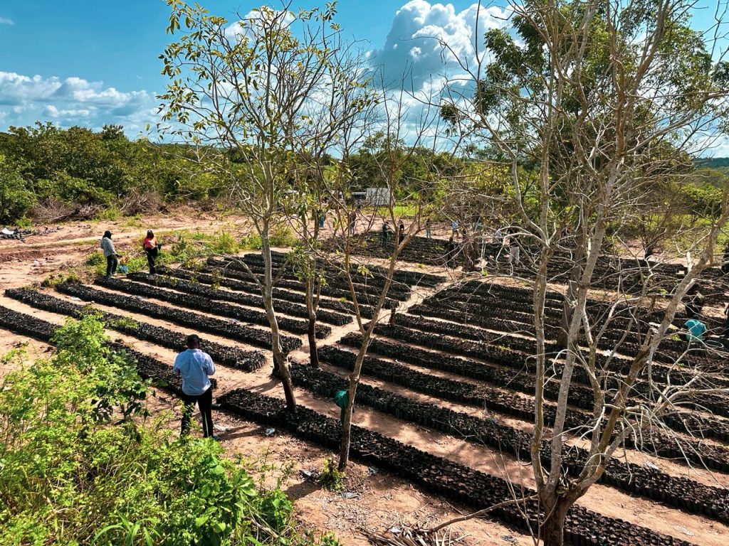 PALM-CREST-FARM-PHASE-2-OGUN-STATE-The-Crest-Of-Innovation-In-Palm-Oil-imeko-afon-lga-FARM -4
